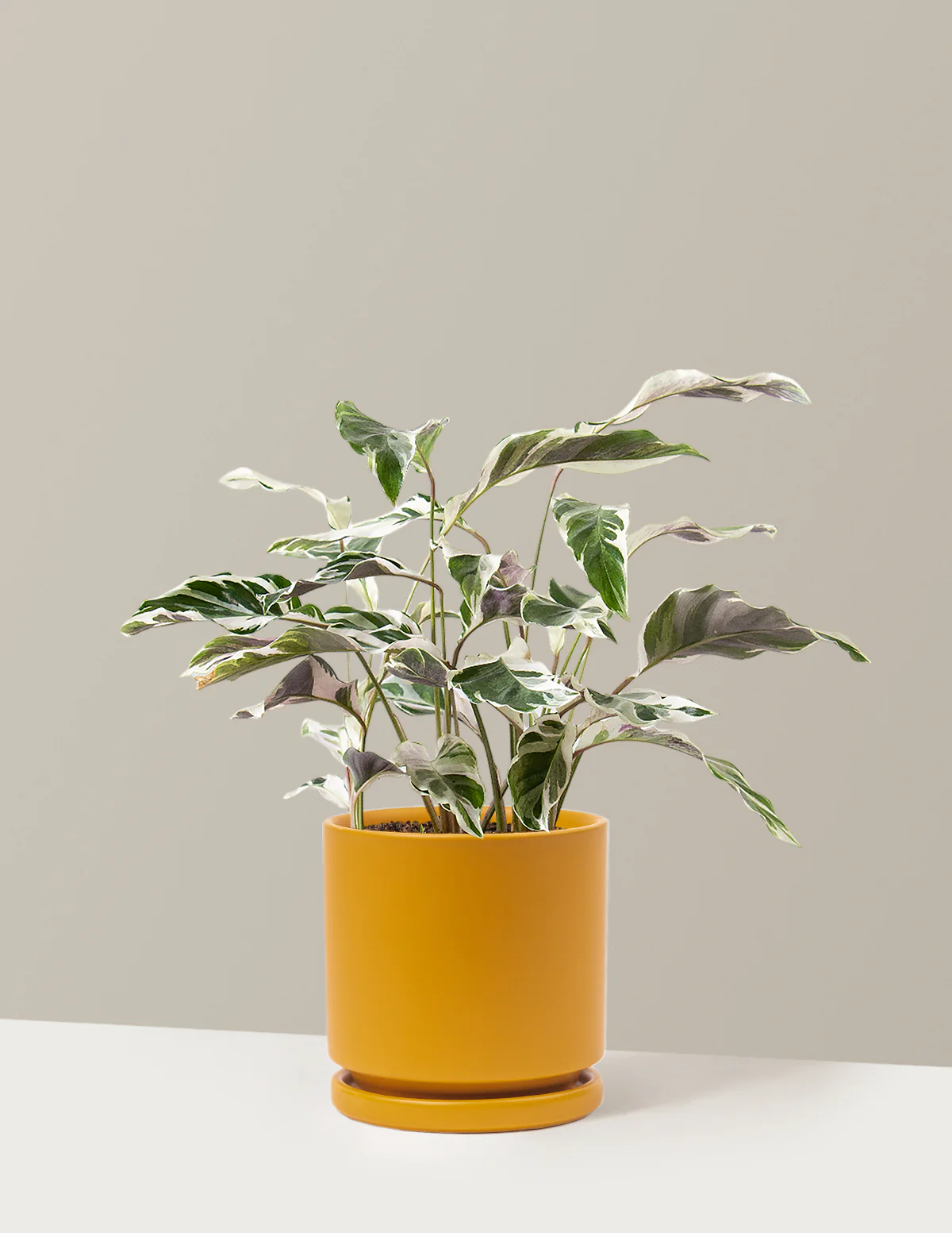 Calathea White Fusion - Image 35