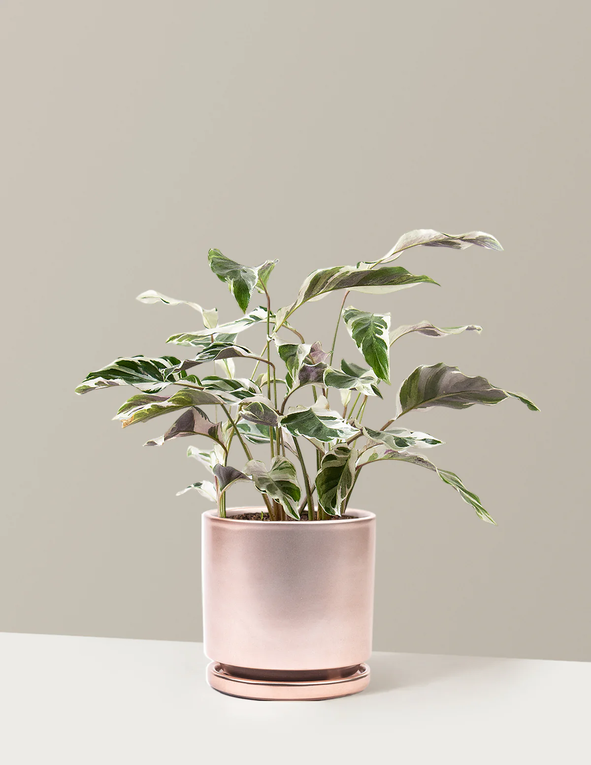 Calathea White Fusion - Image 36