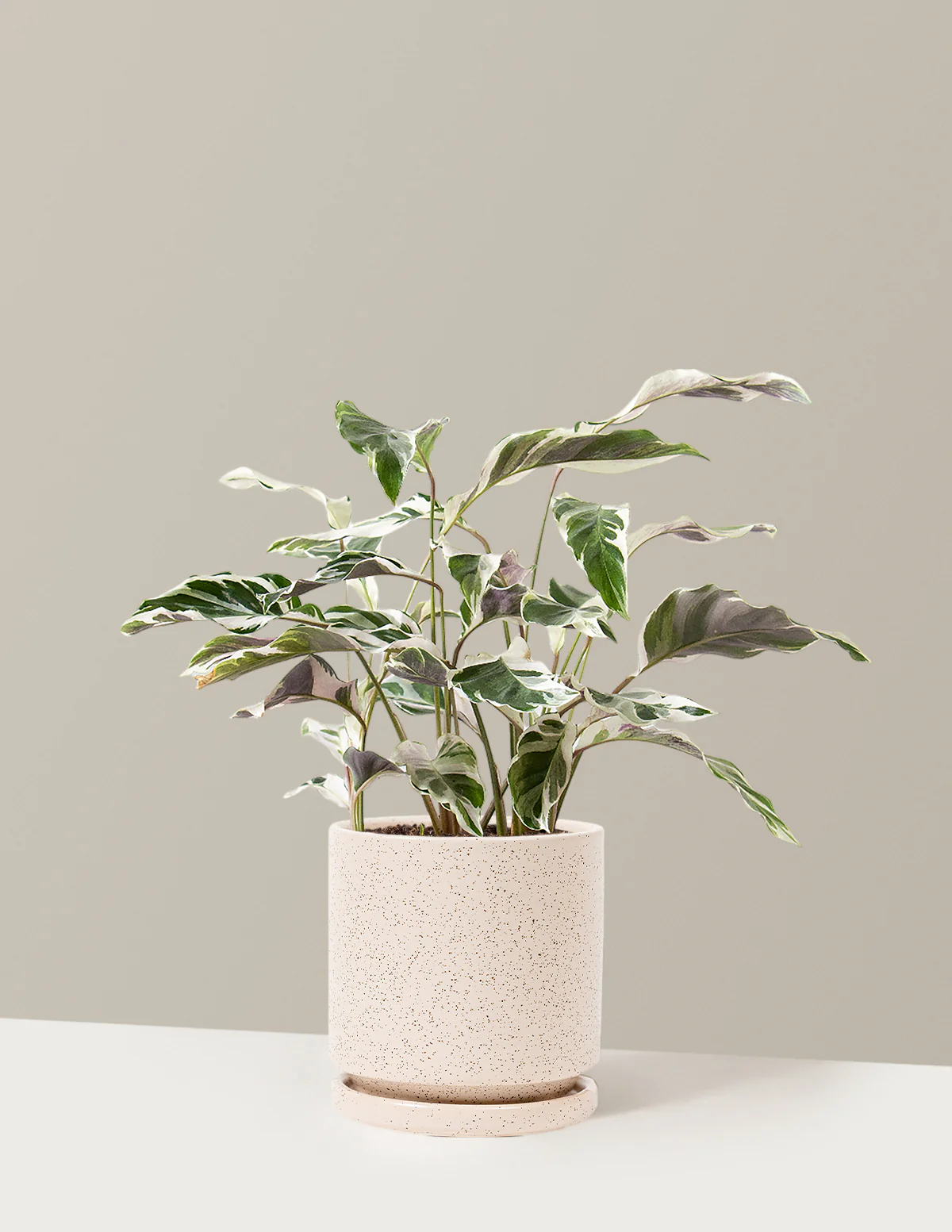 Calathea White Fusion - Image 37
