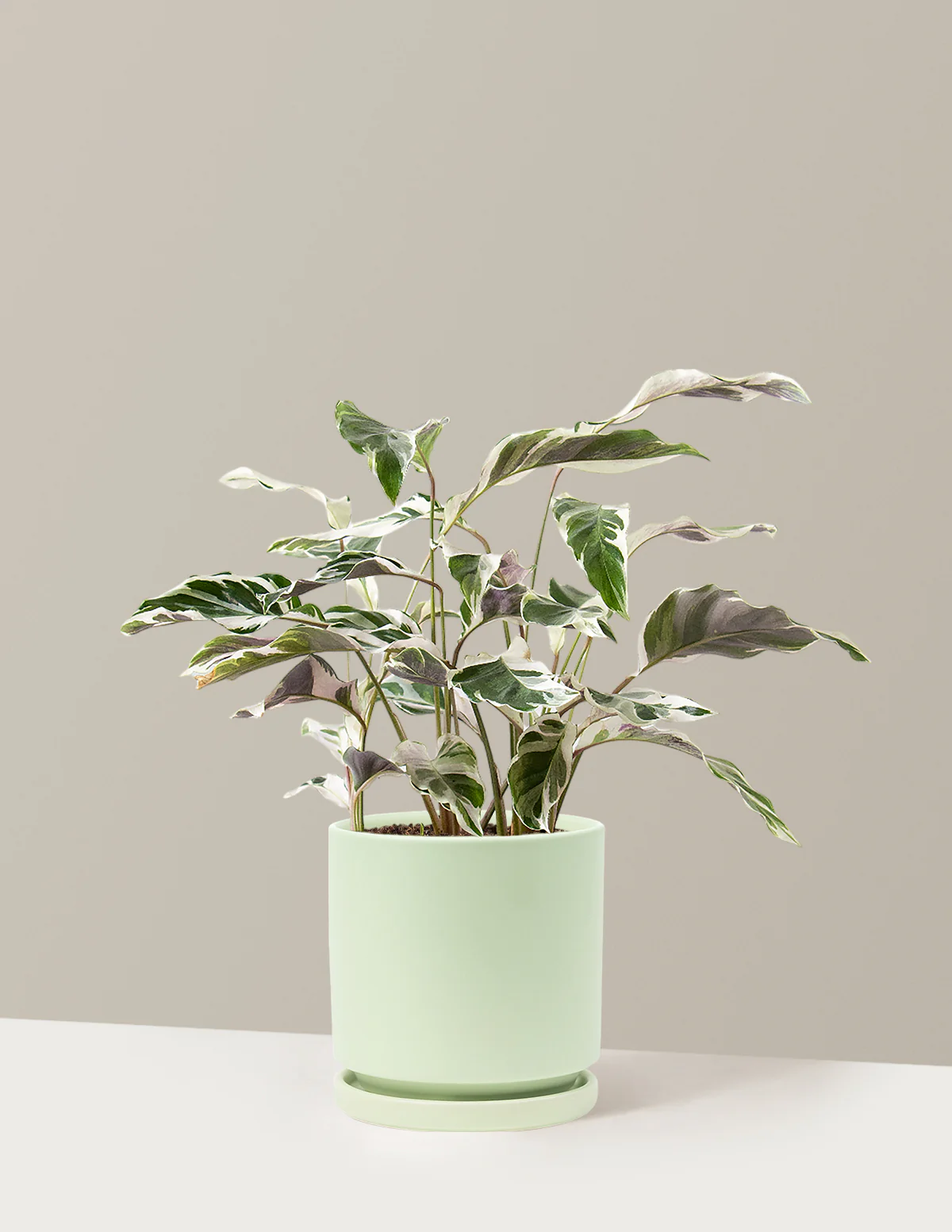 Calathea White Fusion - Image 38