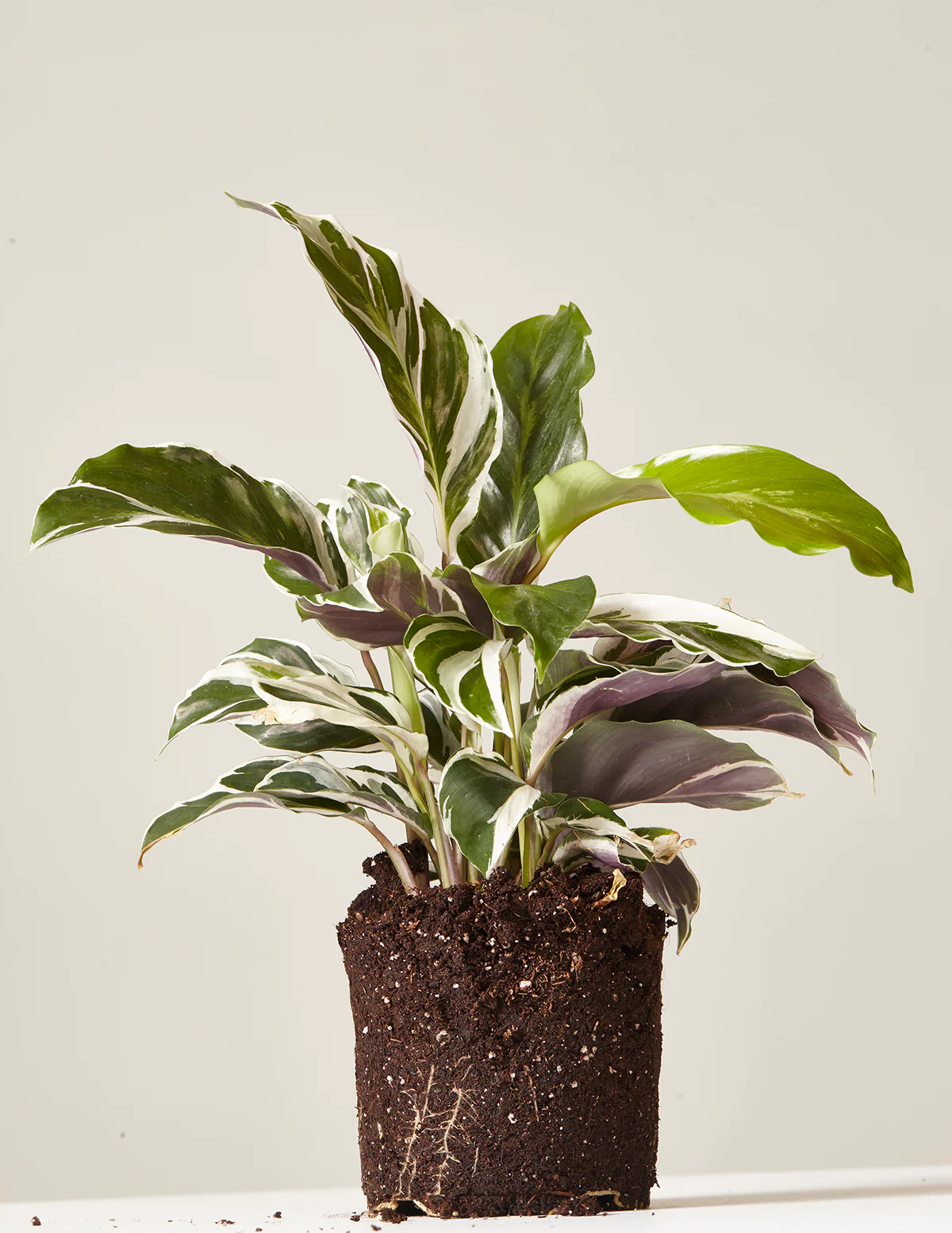 Calathea White Fusion - Image 4