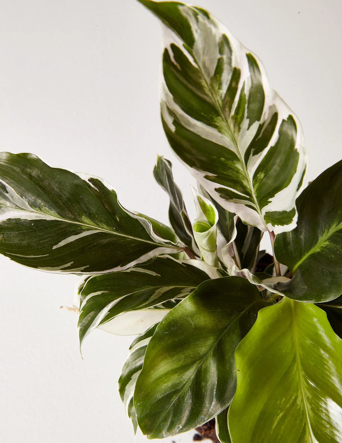 Calathea White Fusion - Image 5