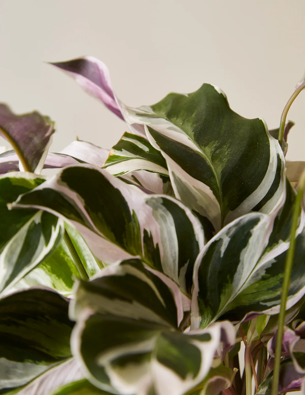 Calathea White Fusion - Image 6