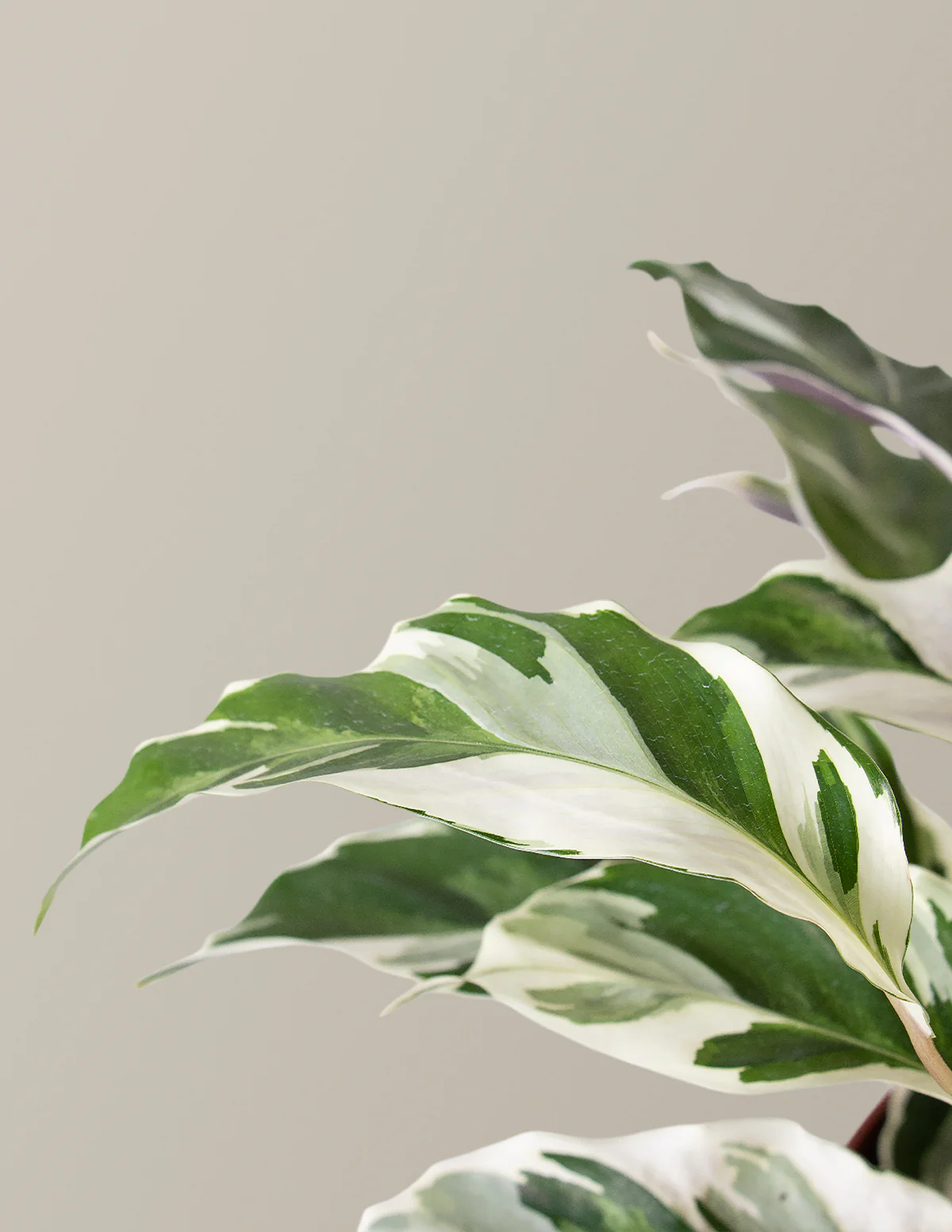 Calathea White Fusion - Image 7