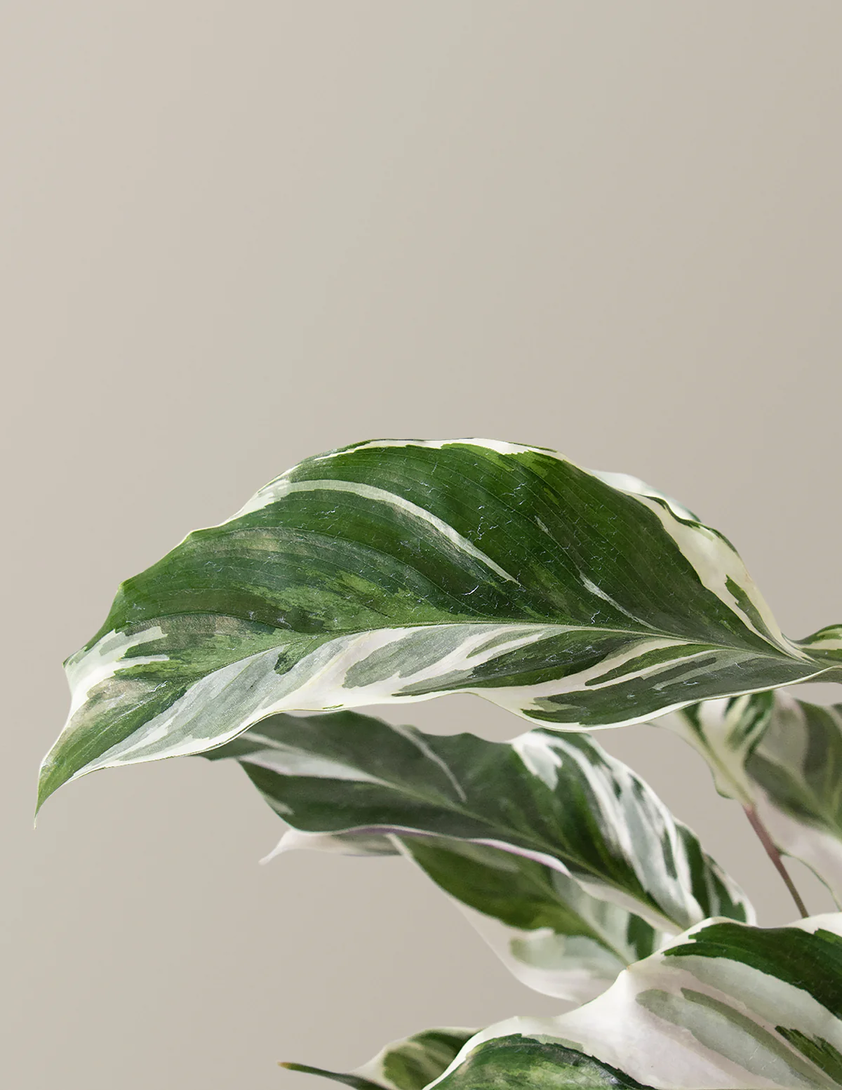 Calathea White Fusion - Image 8