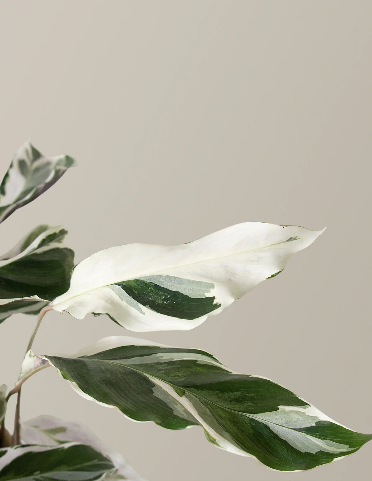 Calathea White Fusion - Image 9
