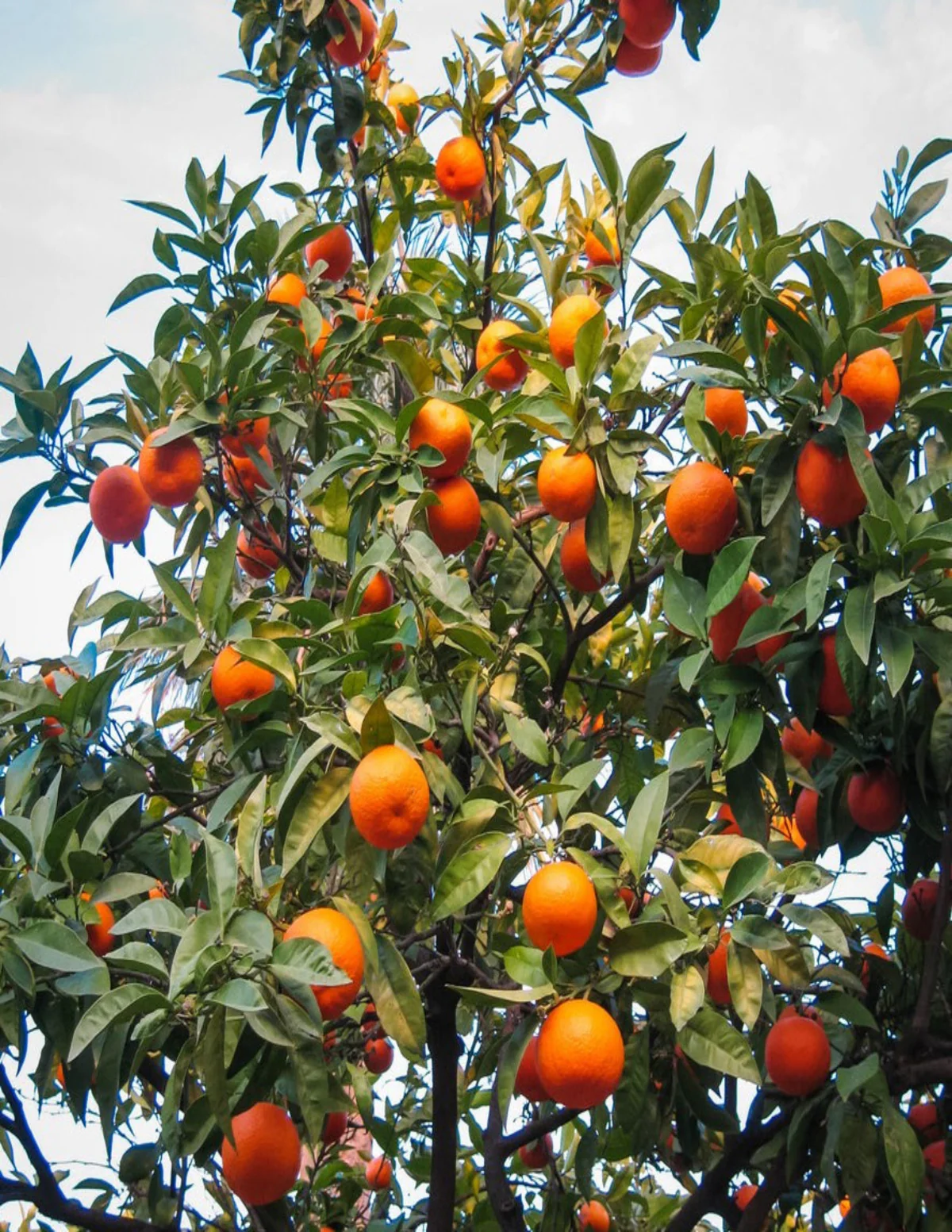 Cara Cara Orange Tree - Image 3