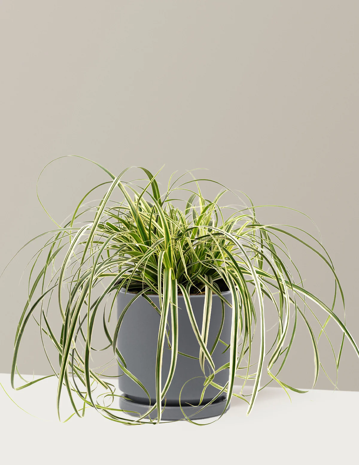 Carex Feather Falls™