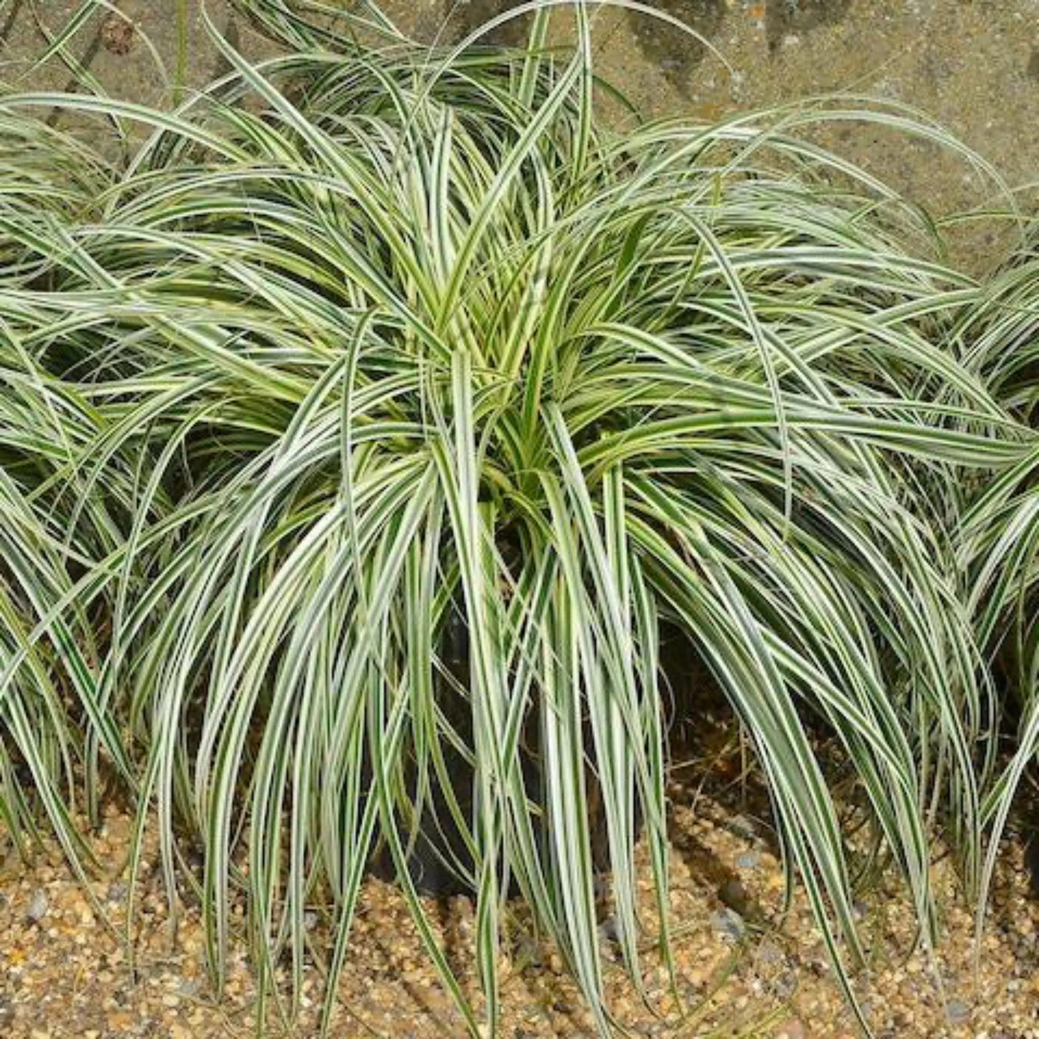 Carex Feather Falls™ - Image 2