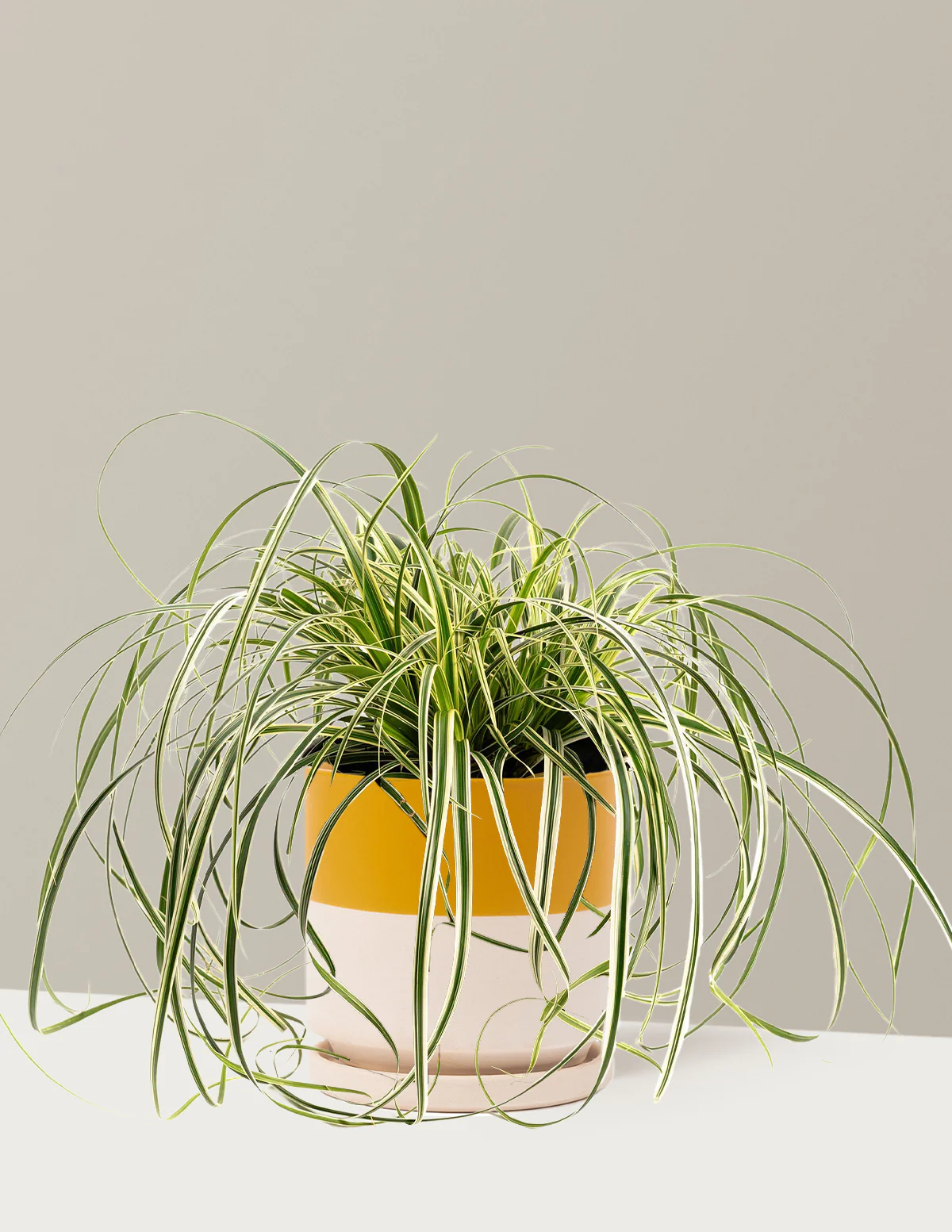 Carex Feather Falls™ - Image 3
