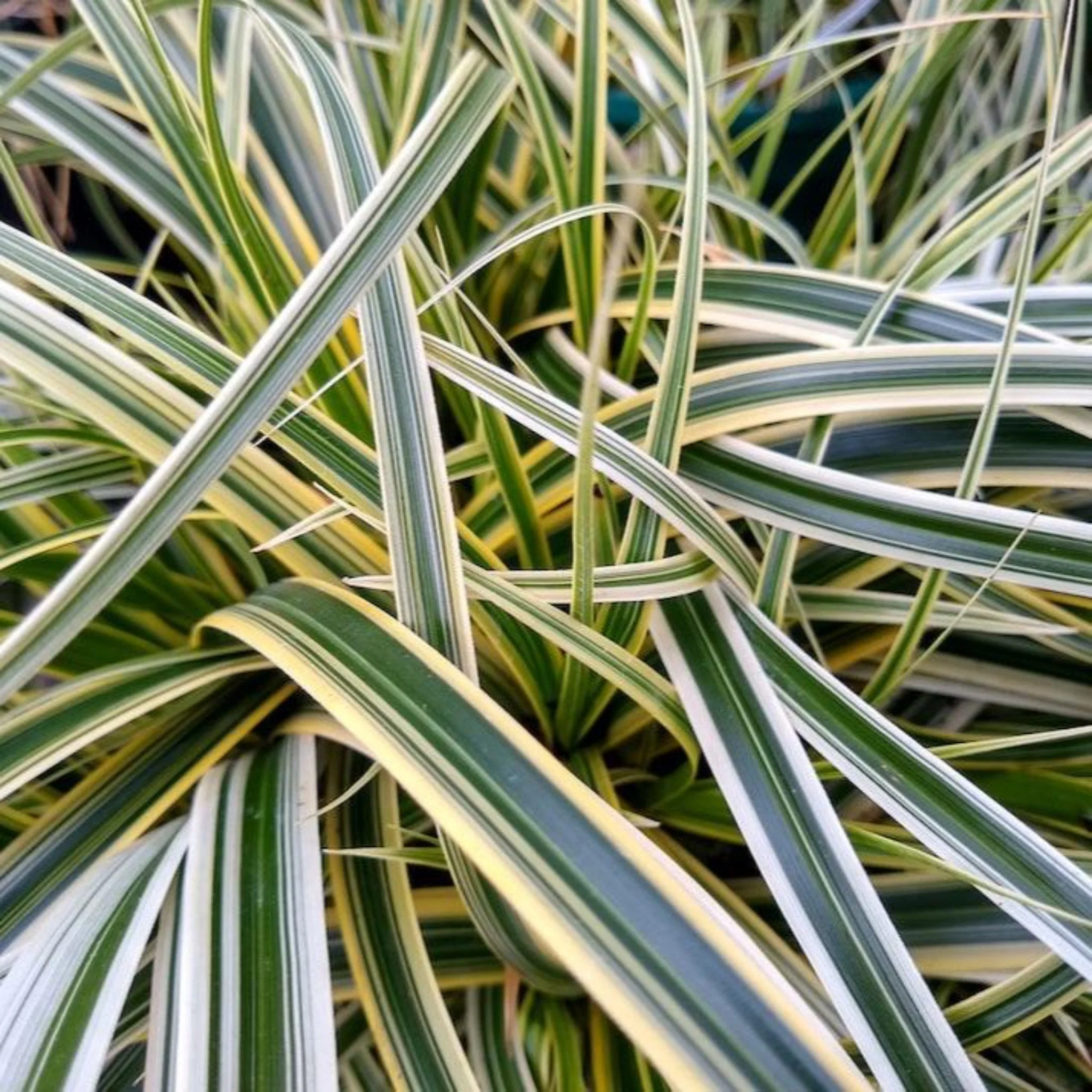 Carex Feather Falls™ - Image 4
