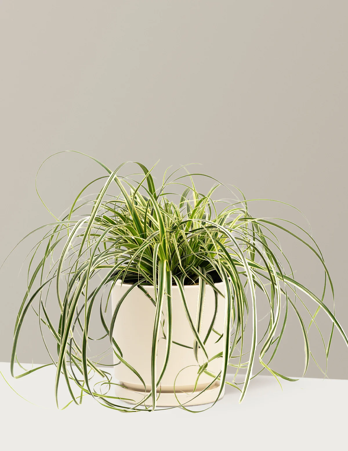 Carex Feather Falls™ - Image 5