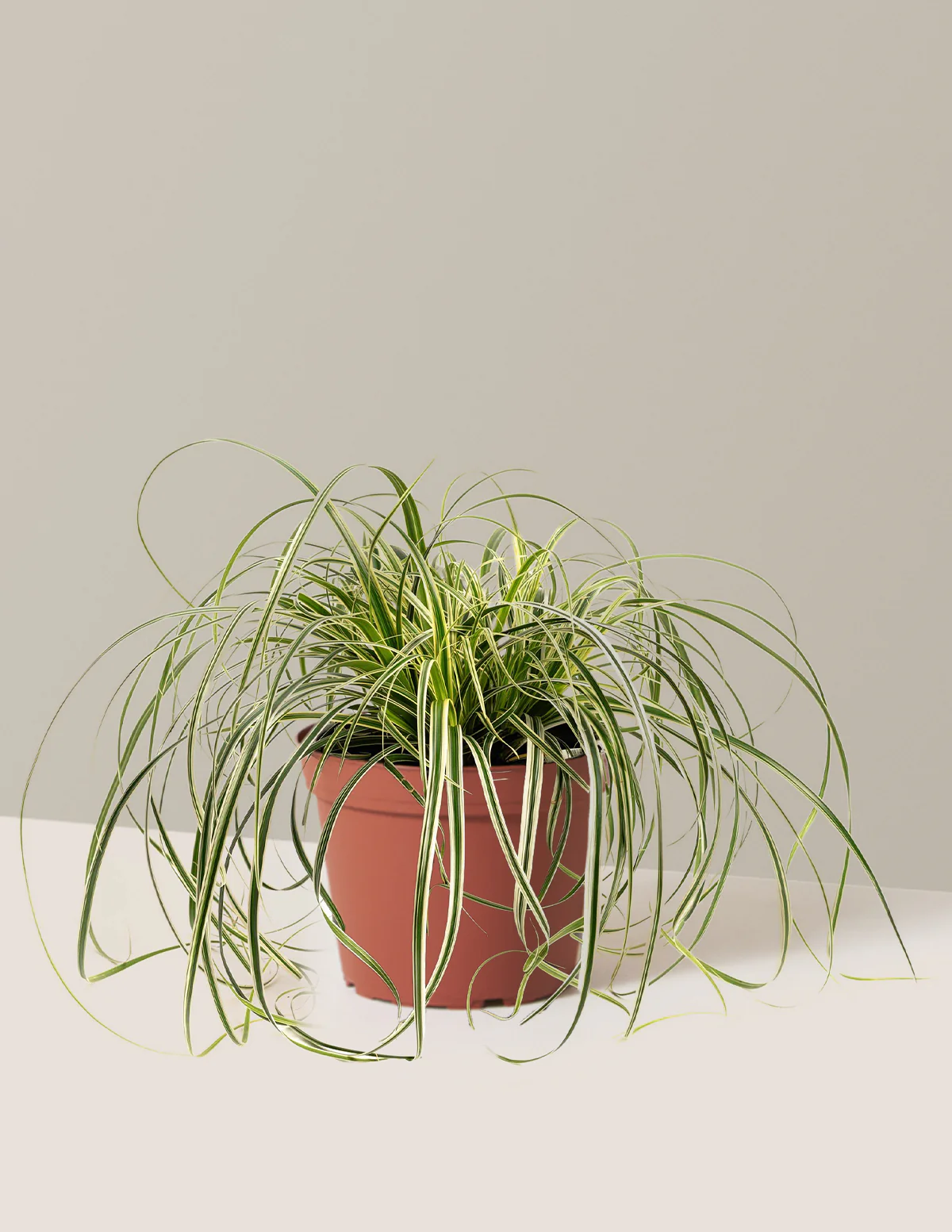 Carex Feather Falls™ - Image 6