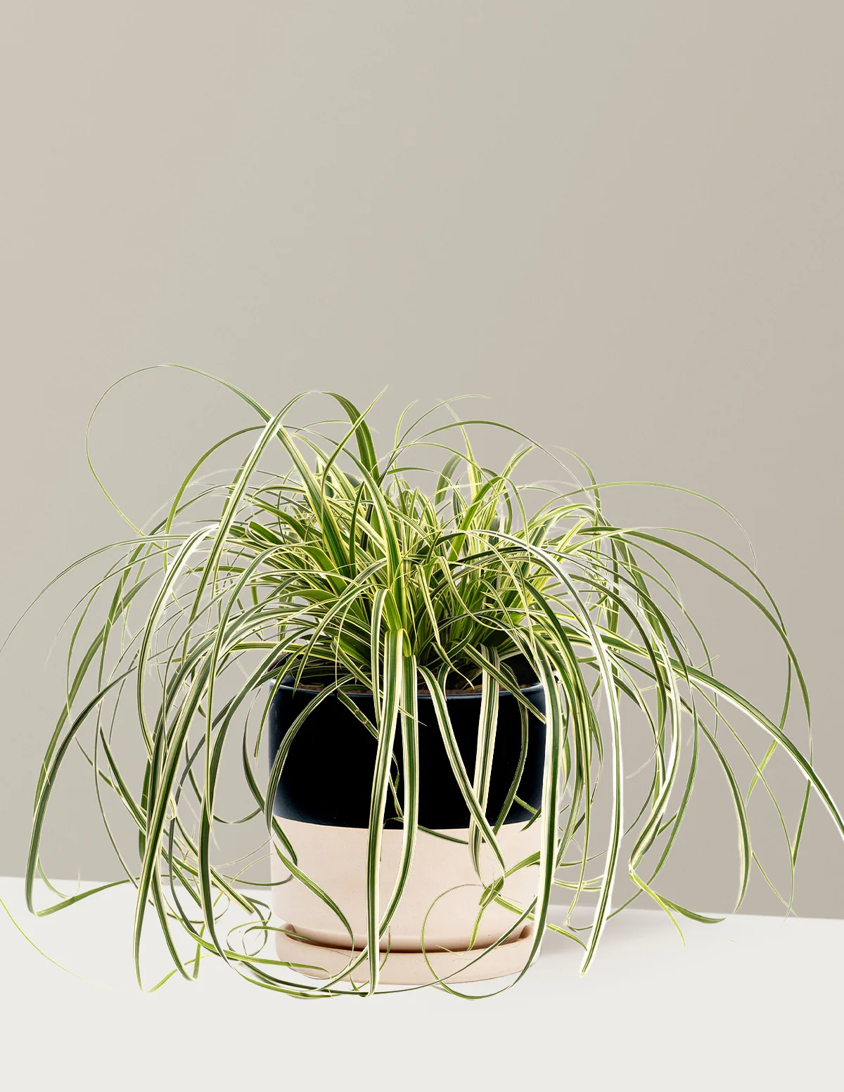 Carex Feather Falls™ - Image 7