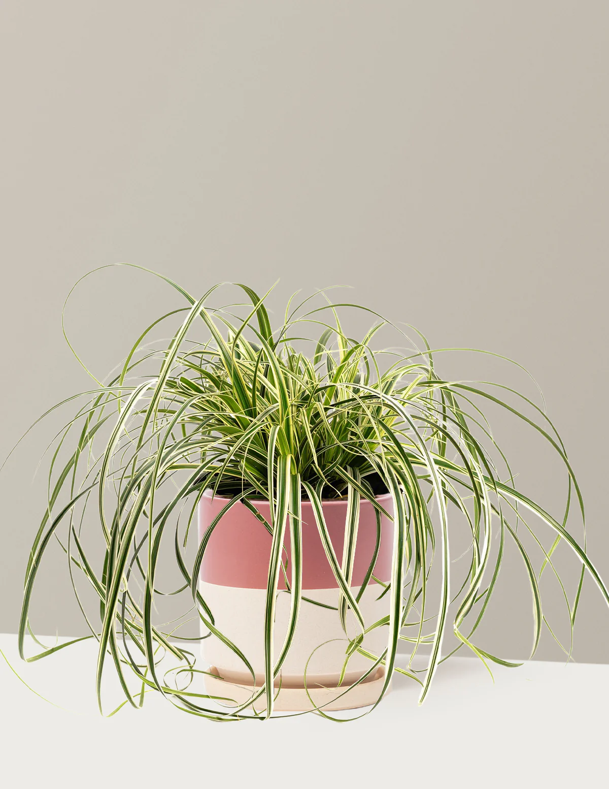 Carex Feather Falls™ - Image 8