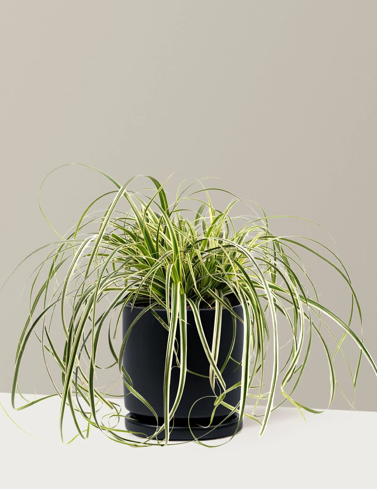 Carex Feather Falls™ - Image 9