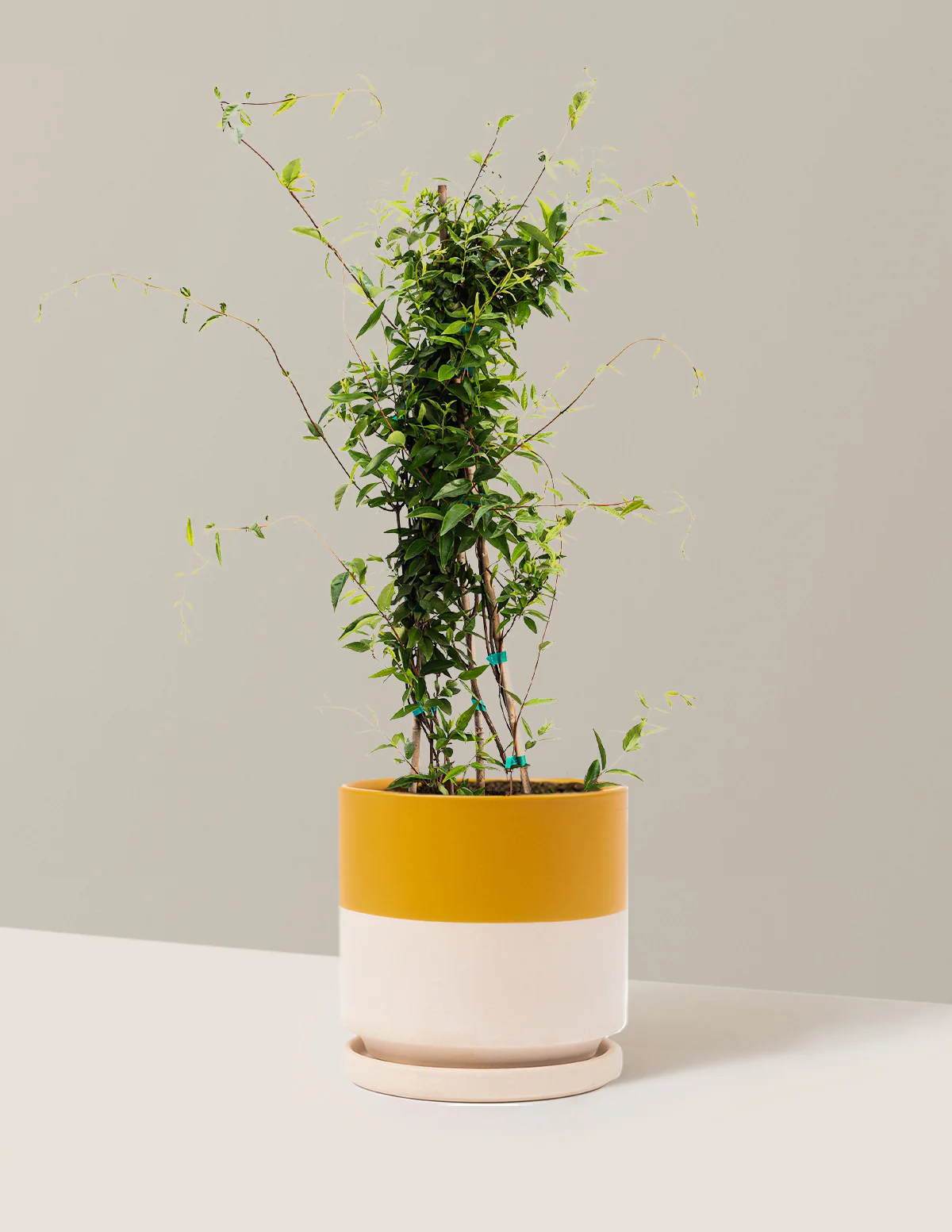 Carolina Jasmine