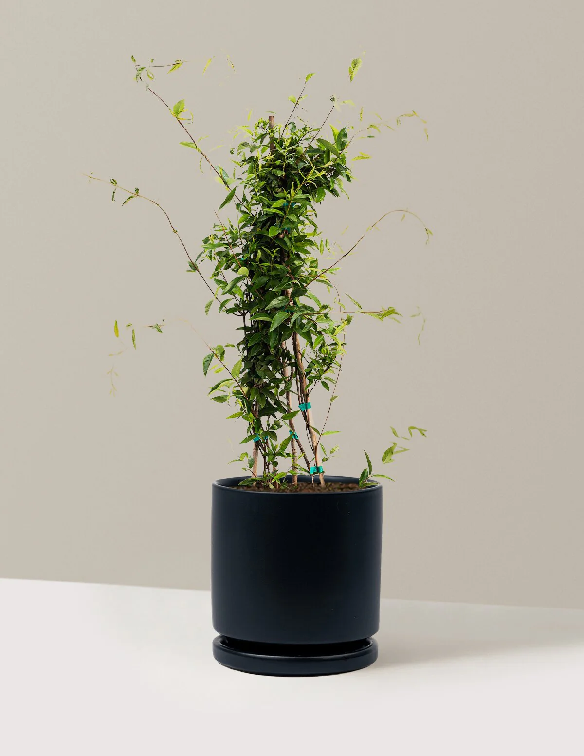 Carolina Jasmine - Image 10