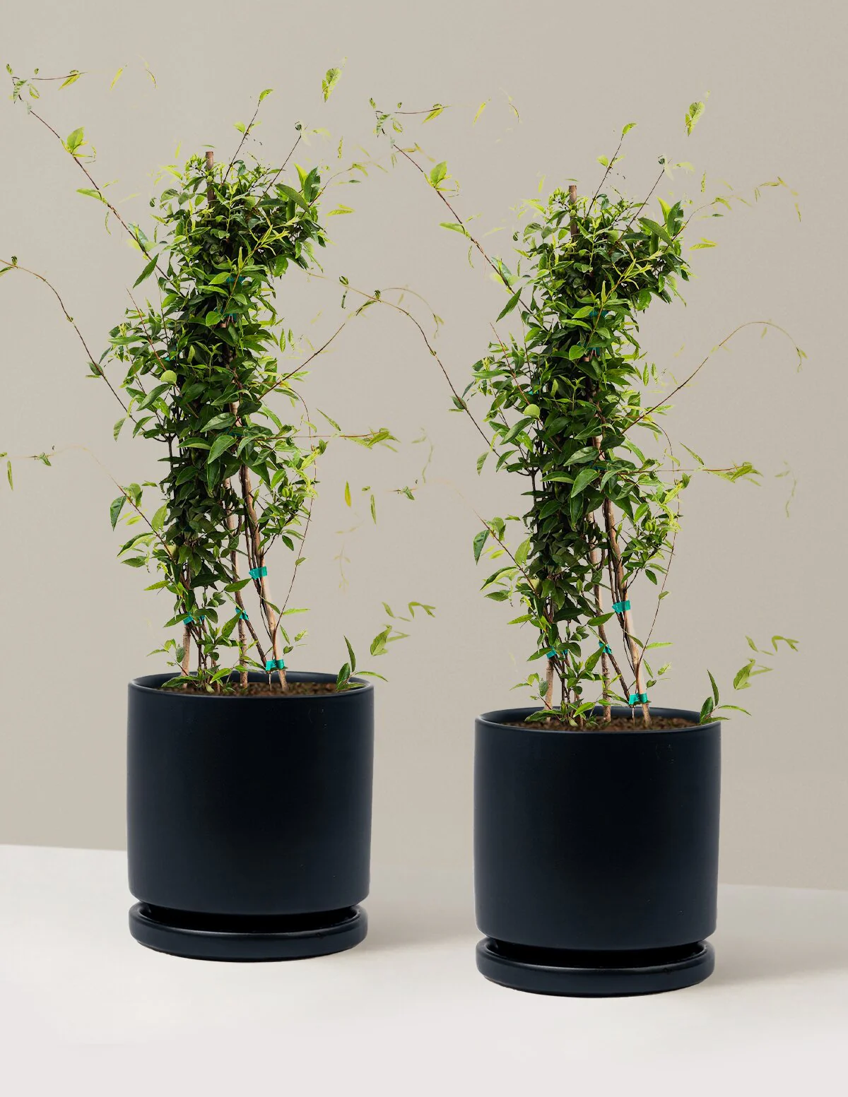 Carolina Jasmine - Image 11