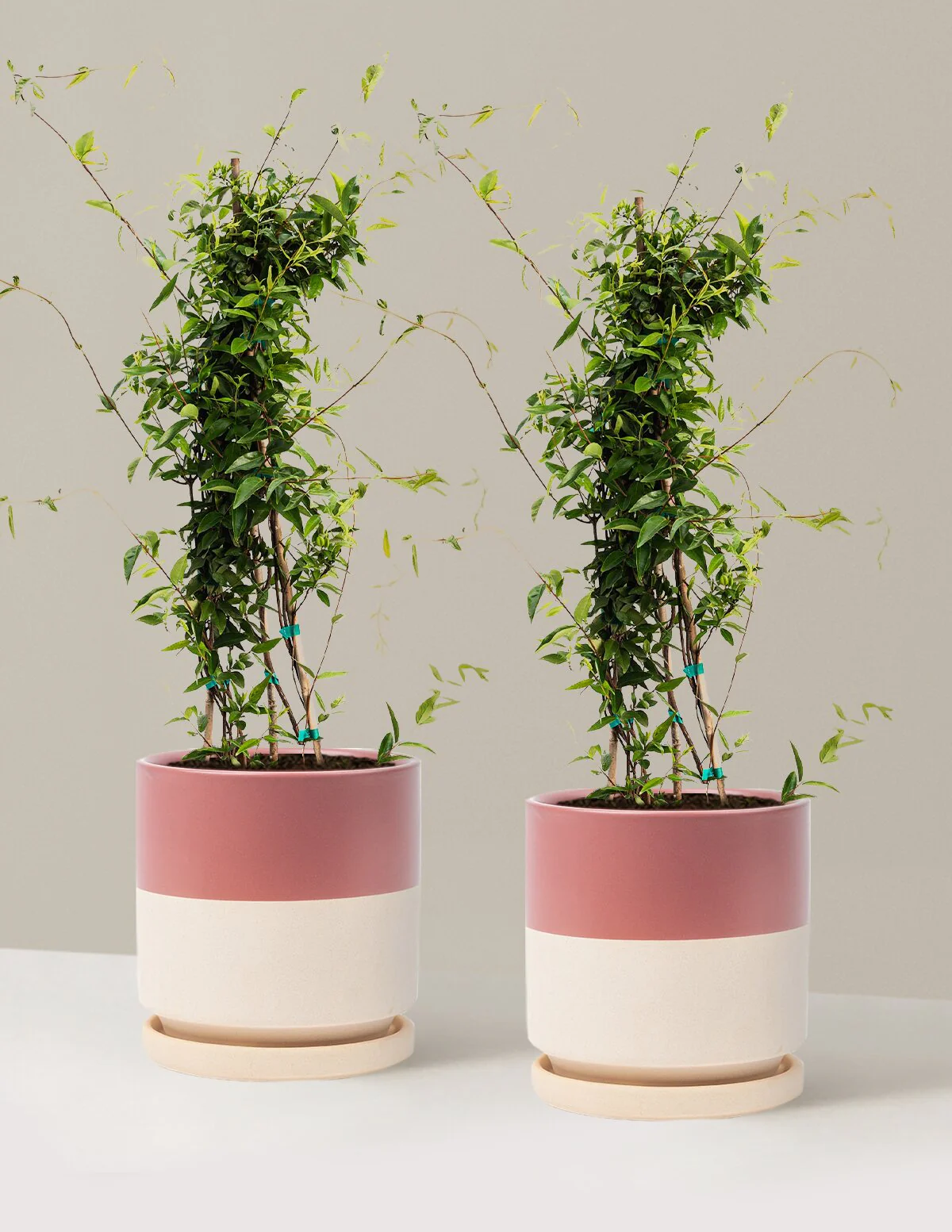 Carolina Jasmine - Image 12