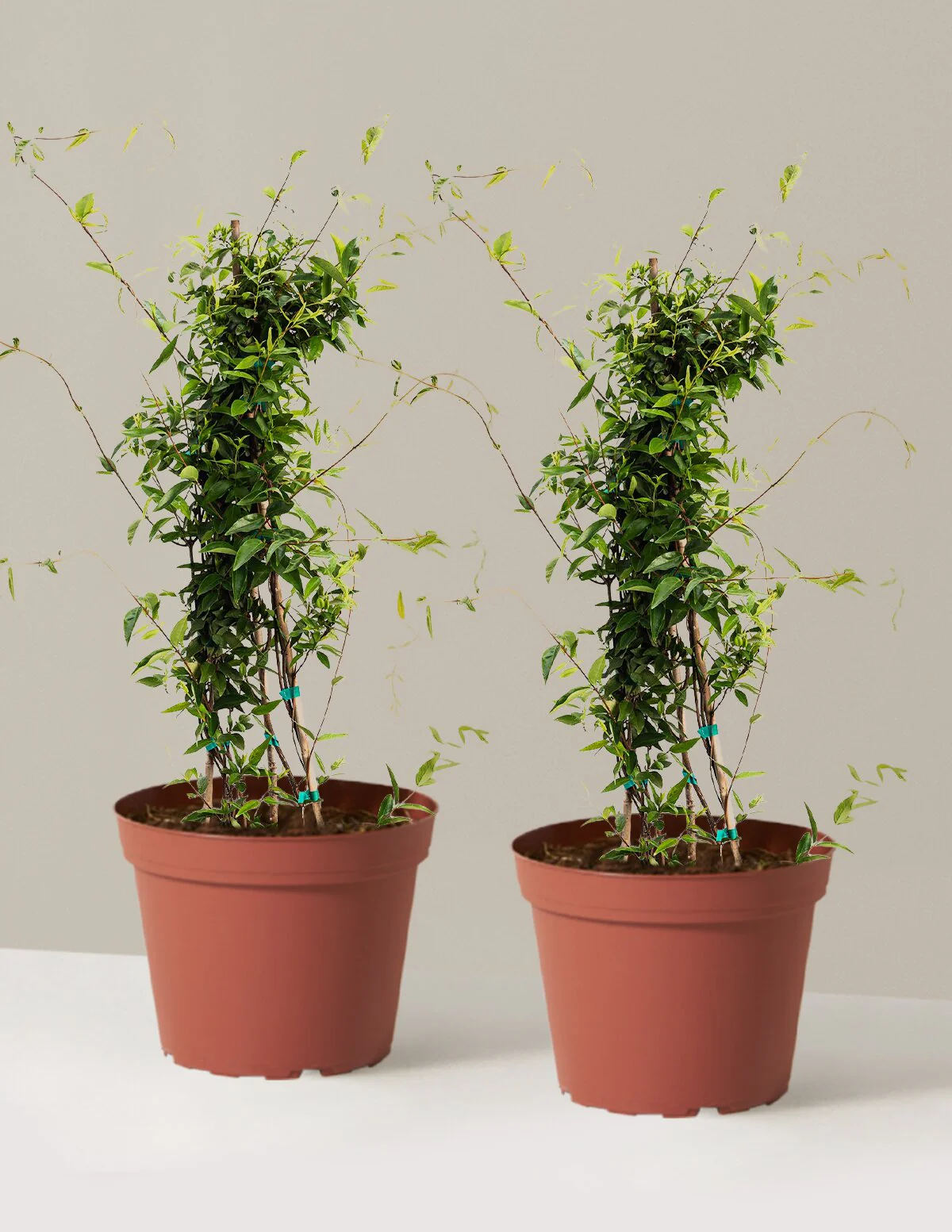 Carolina Jasmine - Image 13