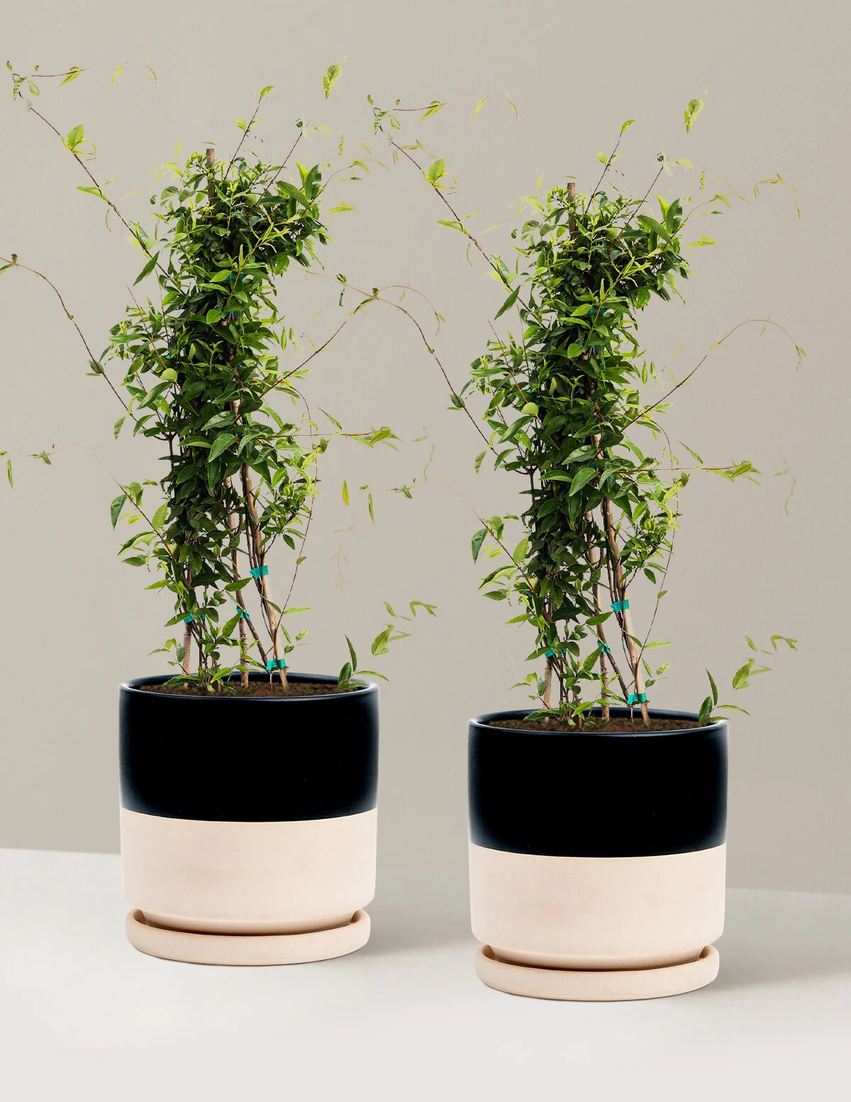 Carolina Jasmine - Image 14