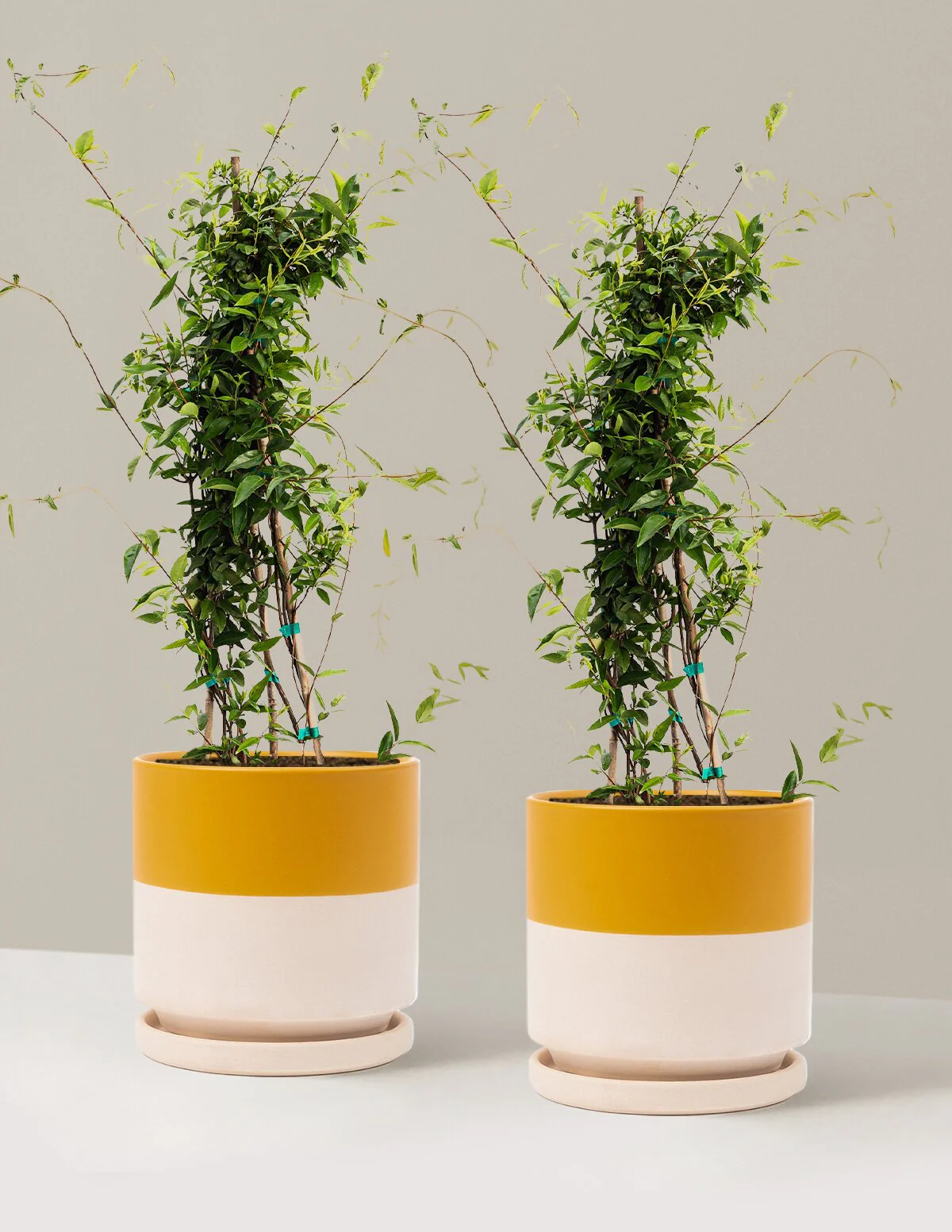 Carolina Jasmine - Image 15