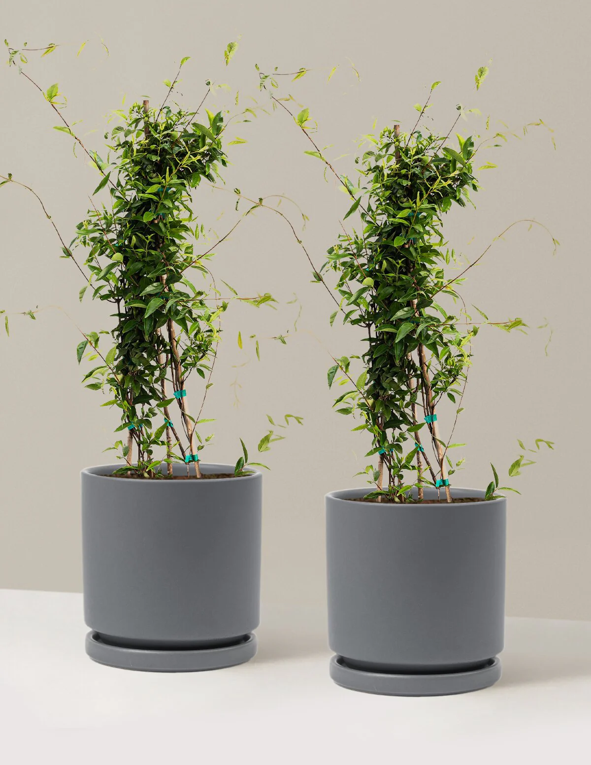 Carolina Jasmine - Image 16