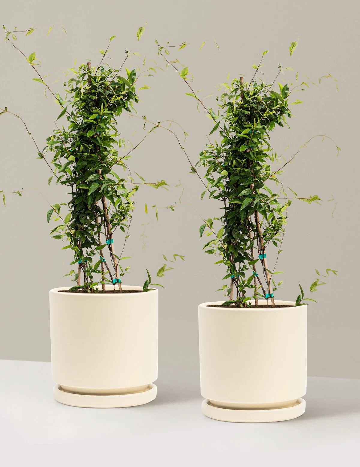 Carolina Jasmine - Image 17
