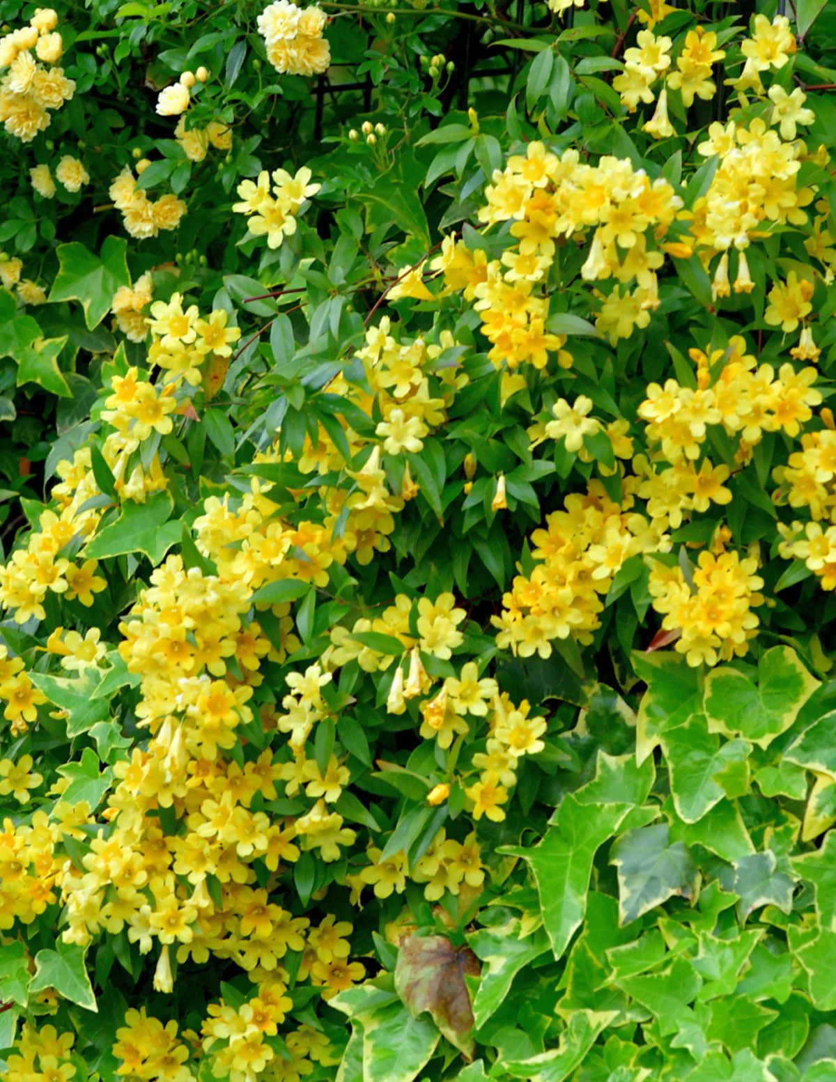 Carolina Jasmine - Image 2