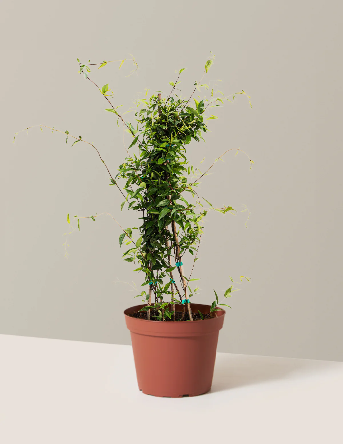 Carolina Jasmine - Image 3