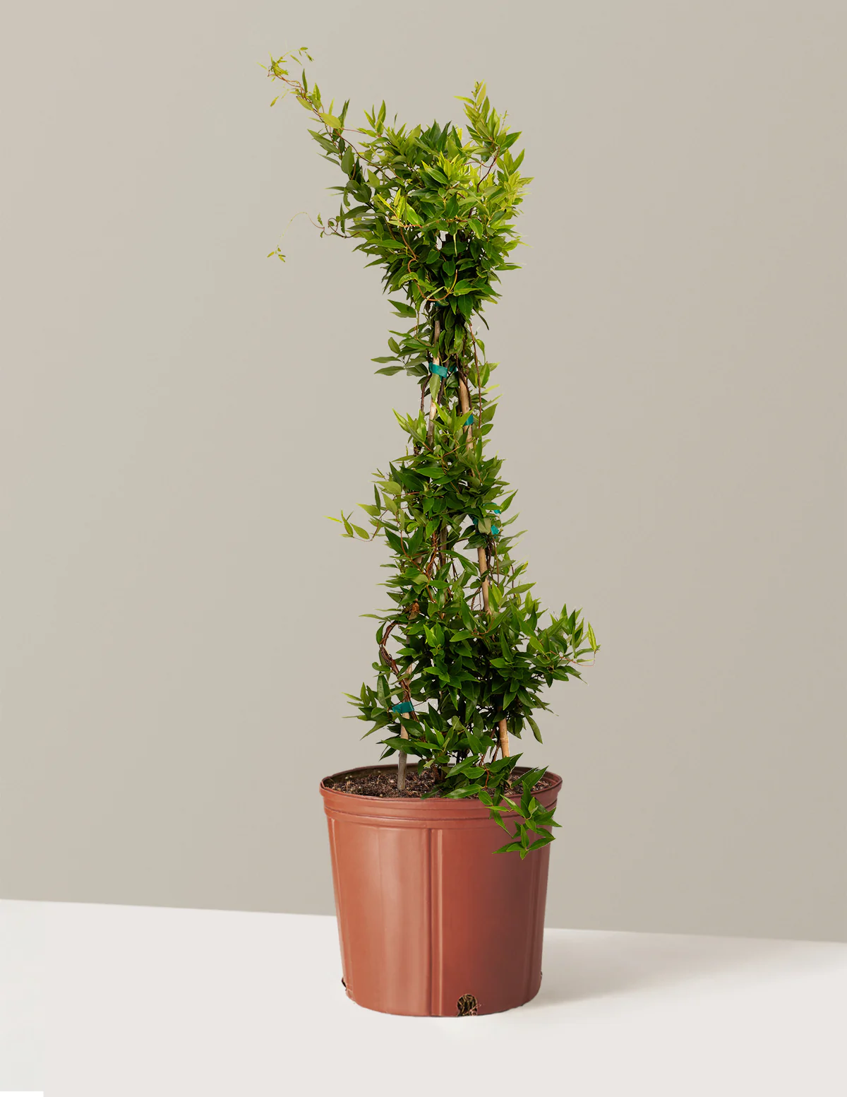 Carolina Jasmine - Image 4