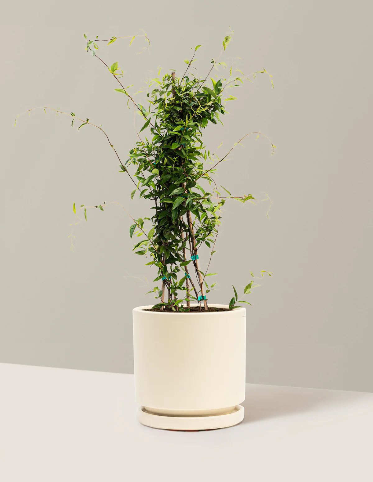 Carolina Jasmine - Image 5