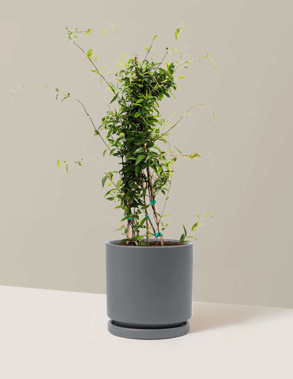 Carolina Jasmine - Image 6