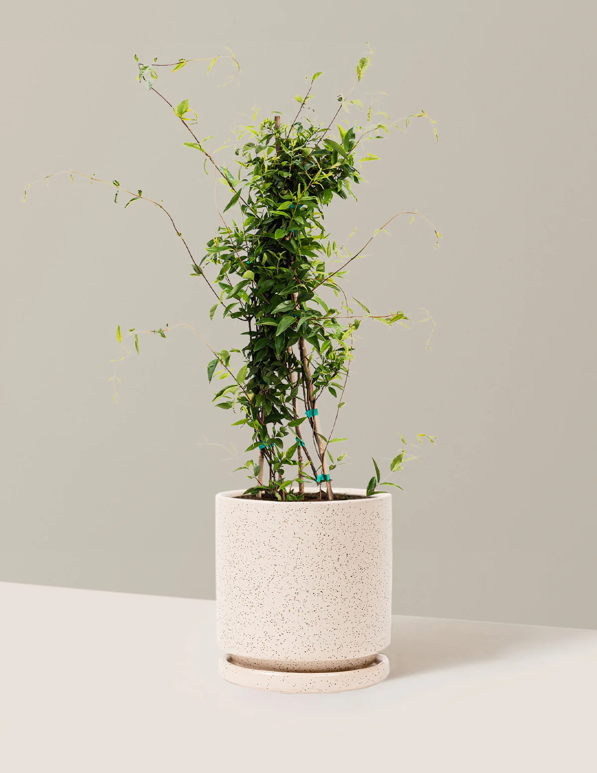 Carolina Jasmine - Image 7