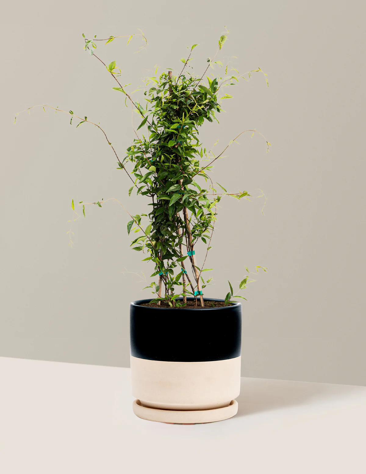 Carolina Jasmine - Image 8