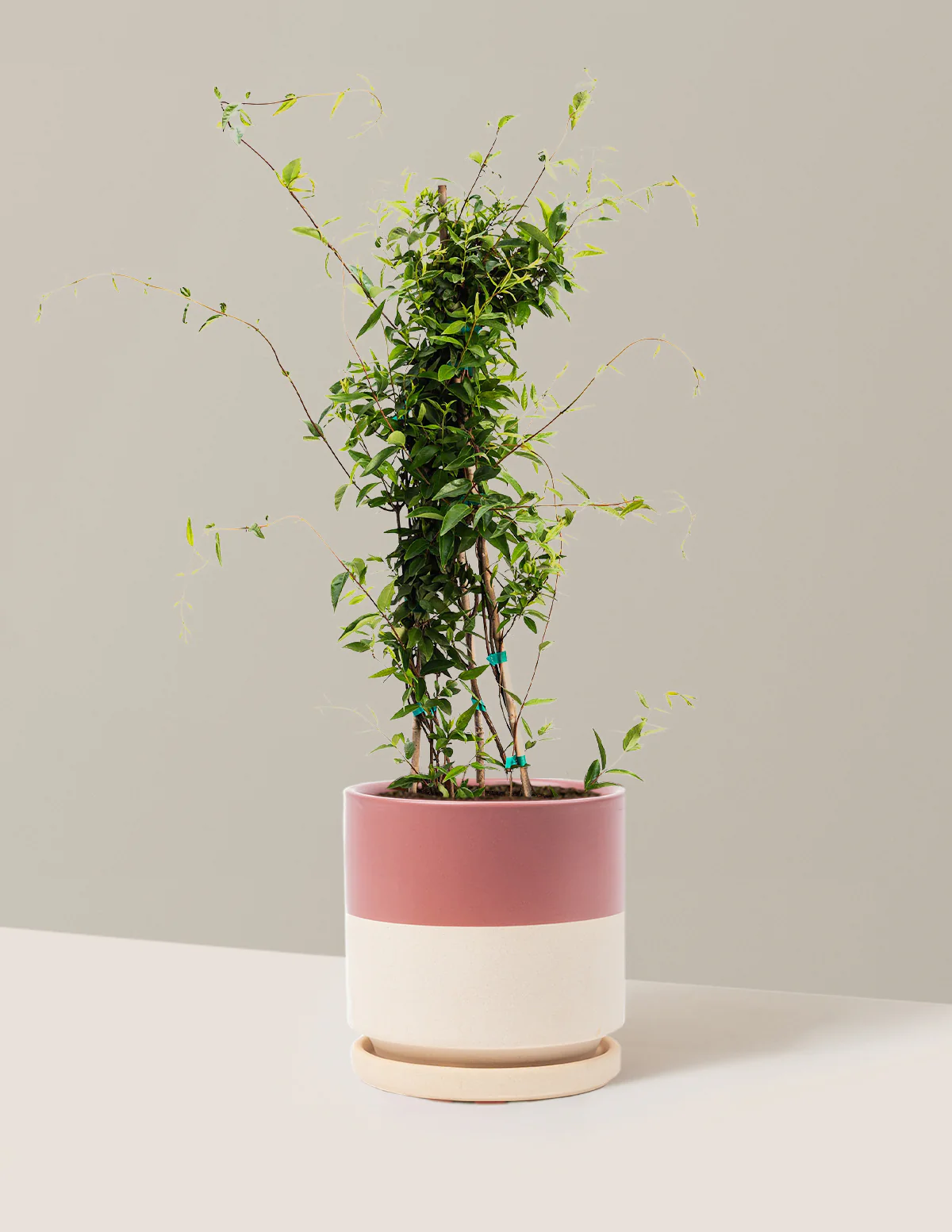 Carolina Jasmine - Image 9