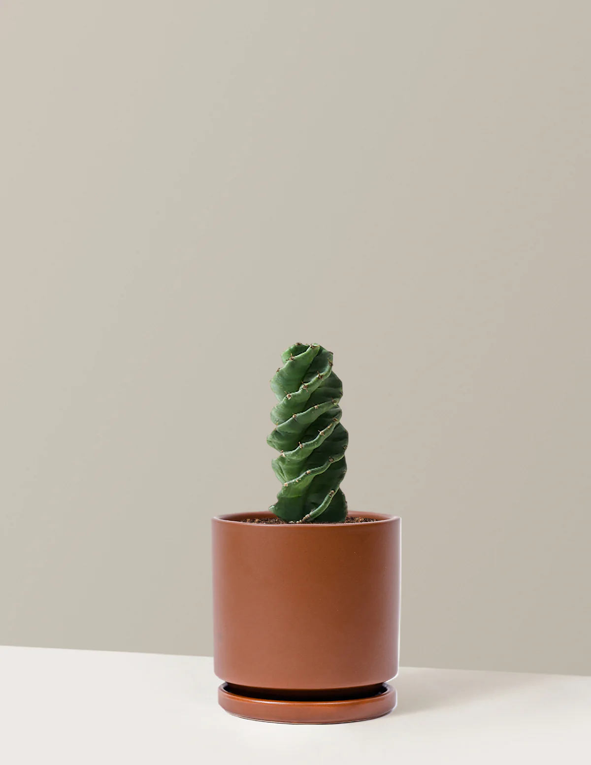 Spiral Cactus - Image 10