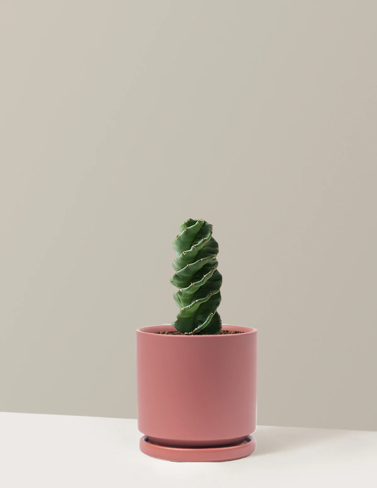Spiral Cactus - Image 11