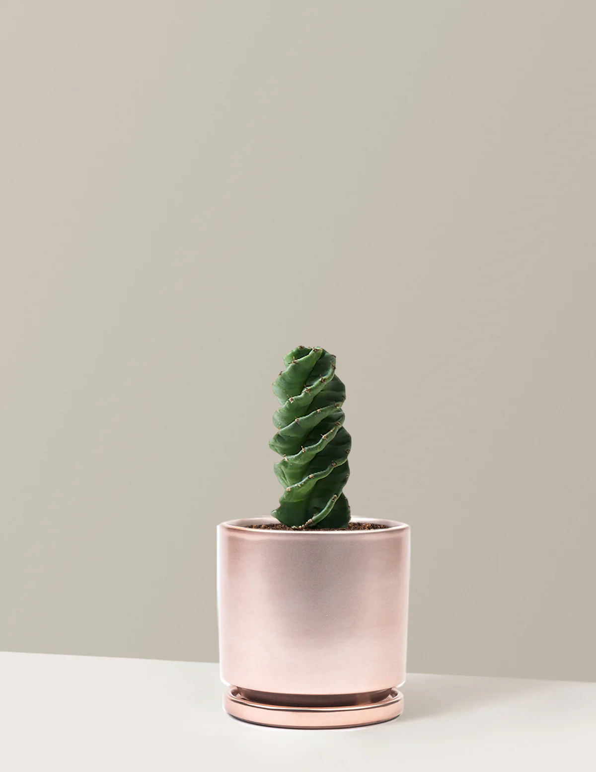 Spiral Cactus - Image 12