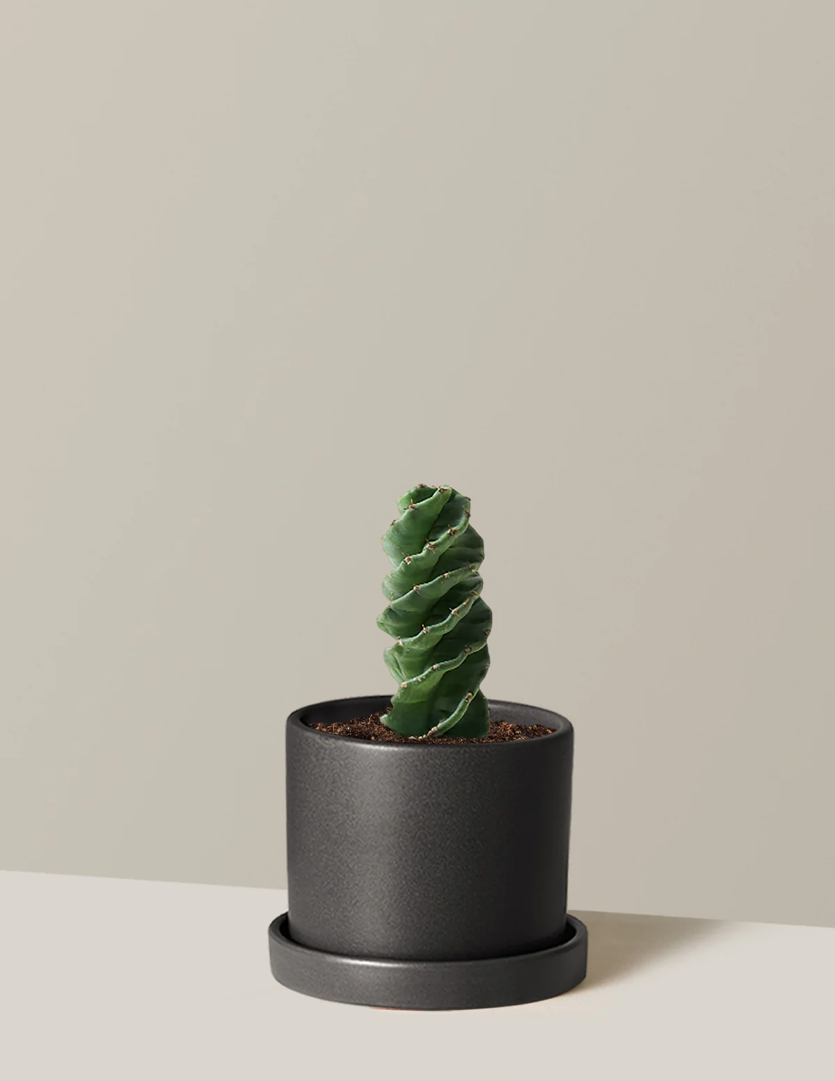 Spiral Cactus - Image 13