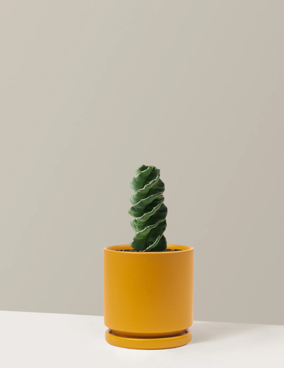 Spiral Cactus - Image 14
