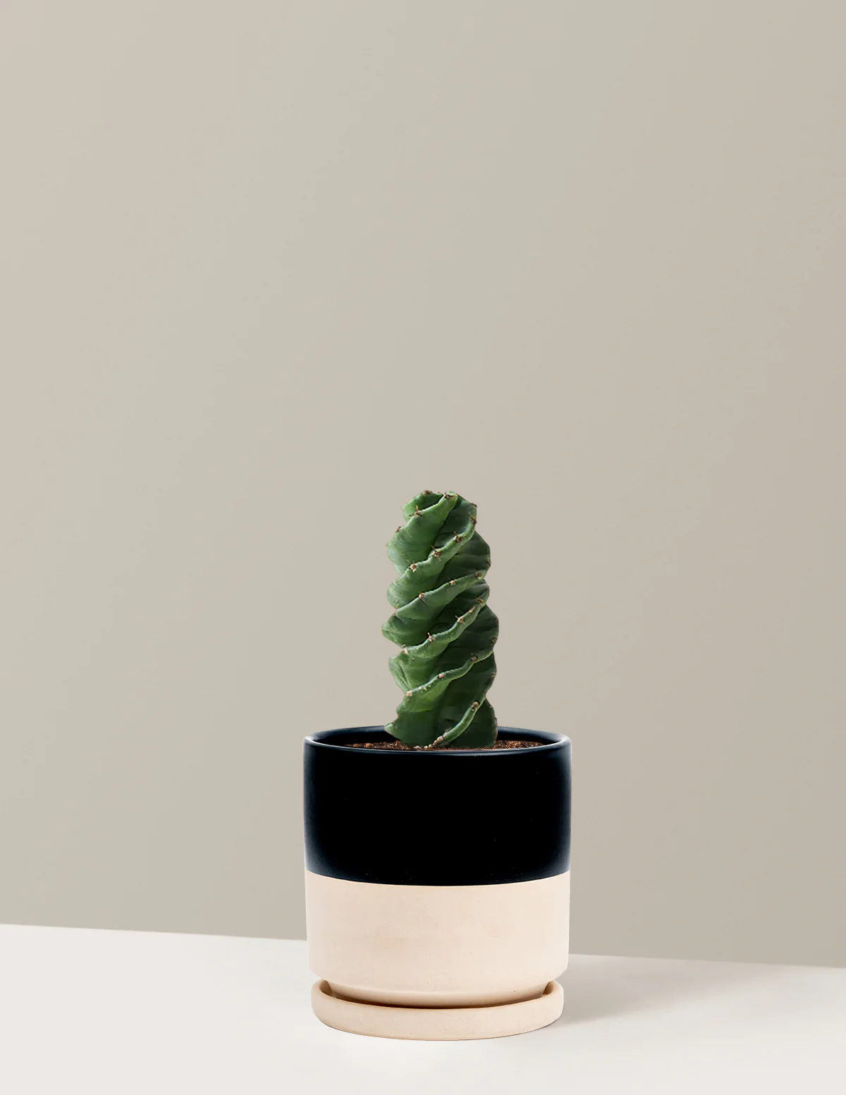 Spiral Cactus - Image 15