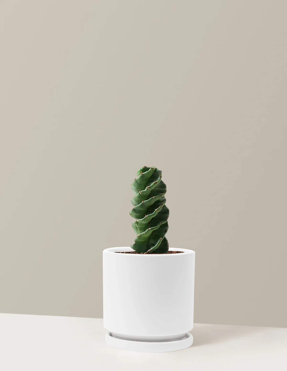 Spiral Cactus - Image 16