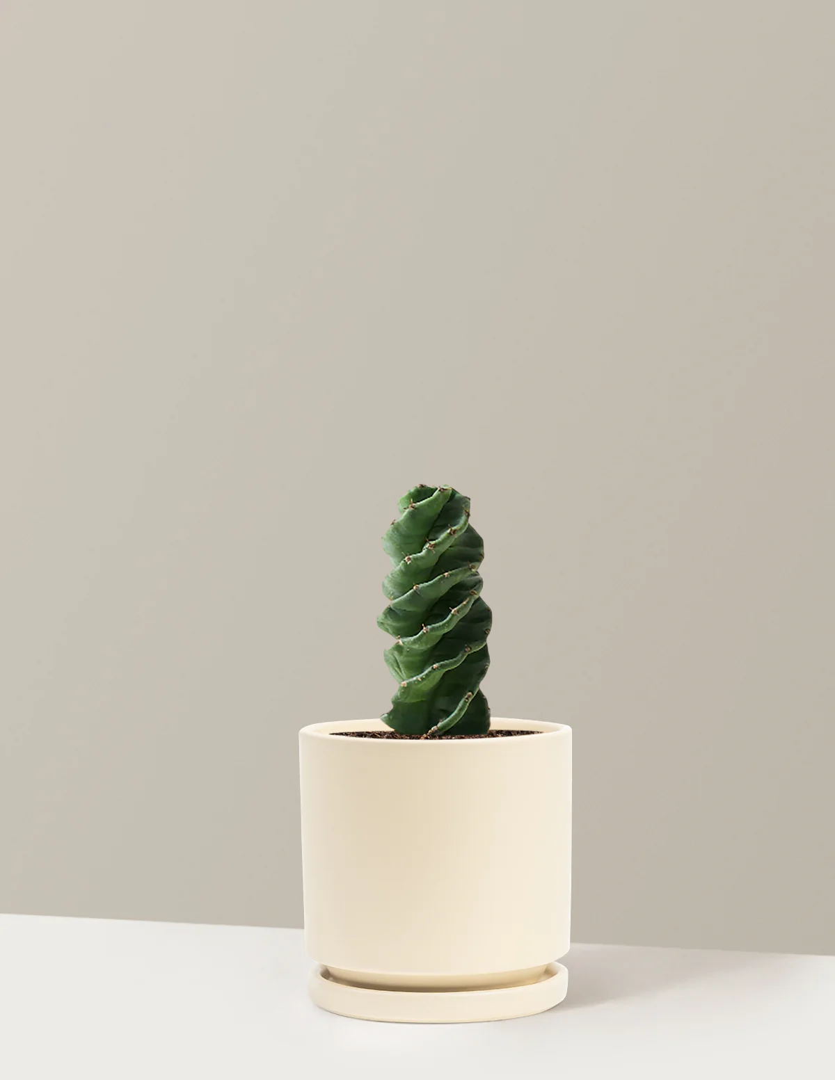 Spiral Cactus - Image 17