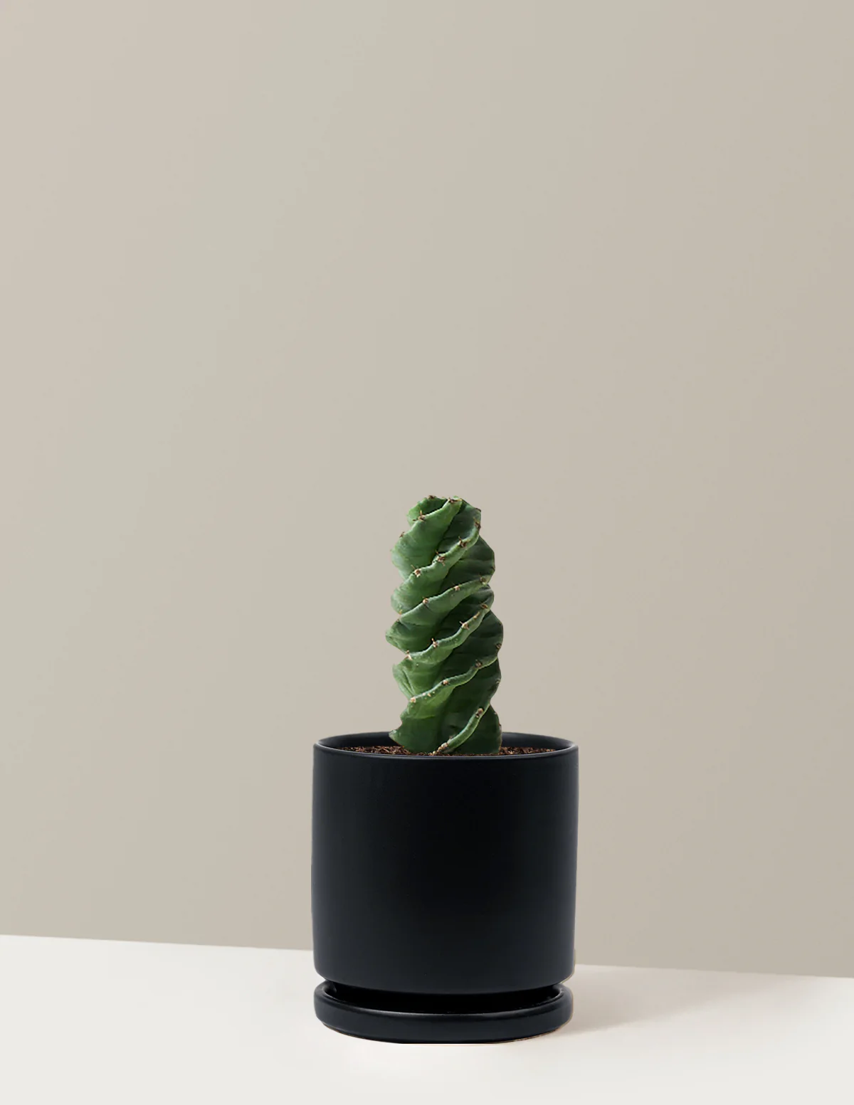 Spiral Cactus - Image 19