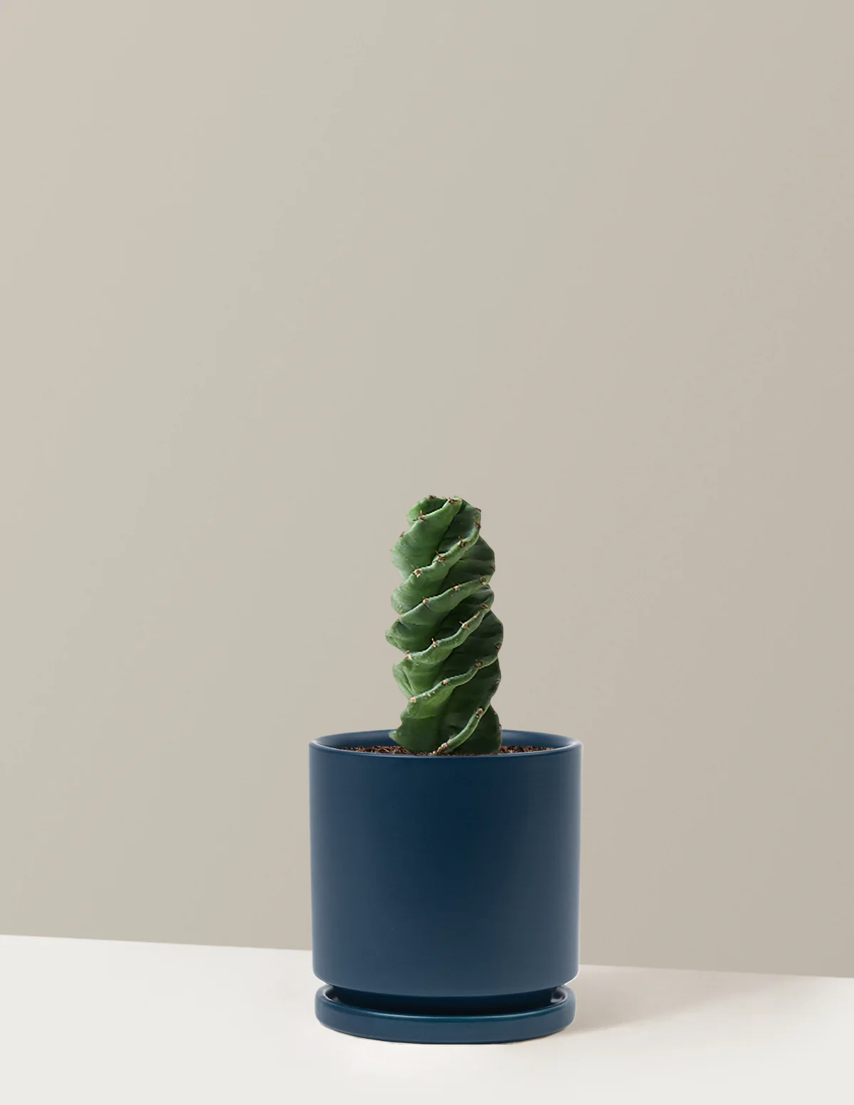Spiral Cactus - Image 20