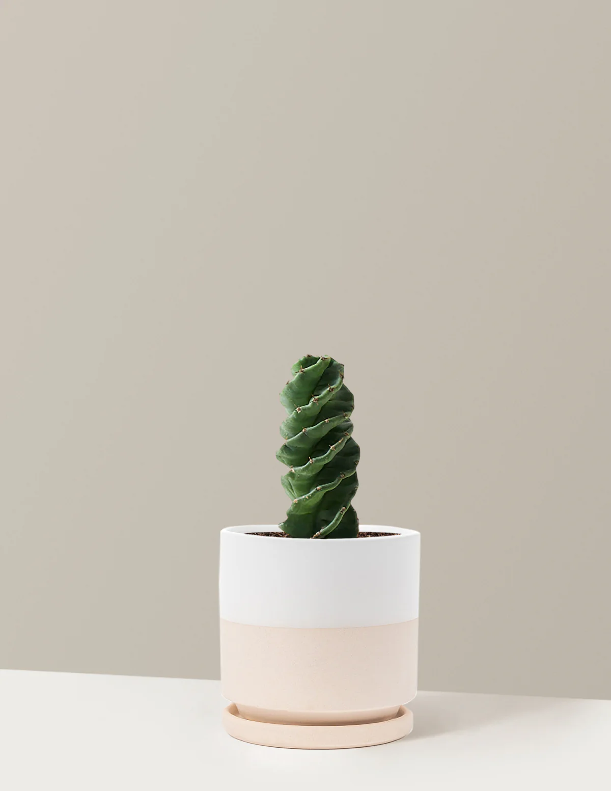 Spiral Cactus - Image 21