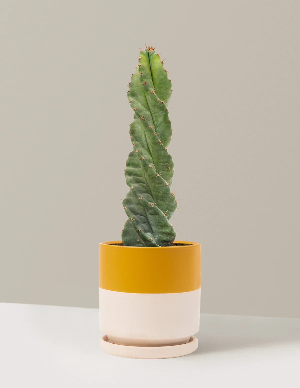 Spiral Cactus - Image 22