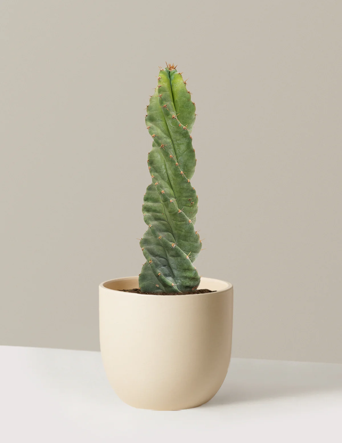 Spiral Cactus - Image 23